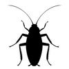 roach_1